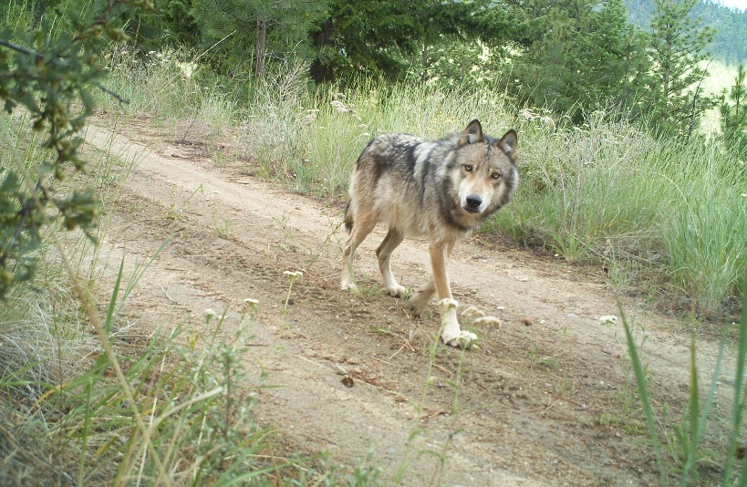 gray wolves hunting