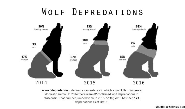 Gray wolf population maintained even during hunting seasons | The